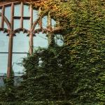 image of Williston Library with colorful ivy growing on the exterior wall.