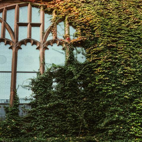 image of Williston Library with colorful ivy growing on the exterior wall.